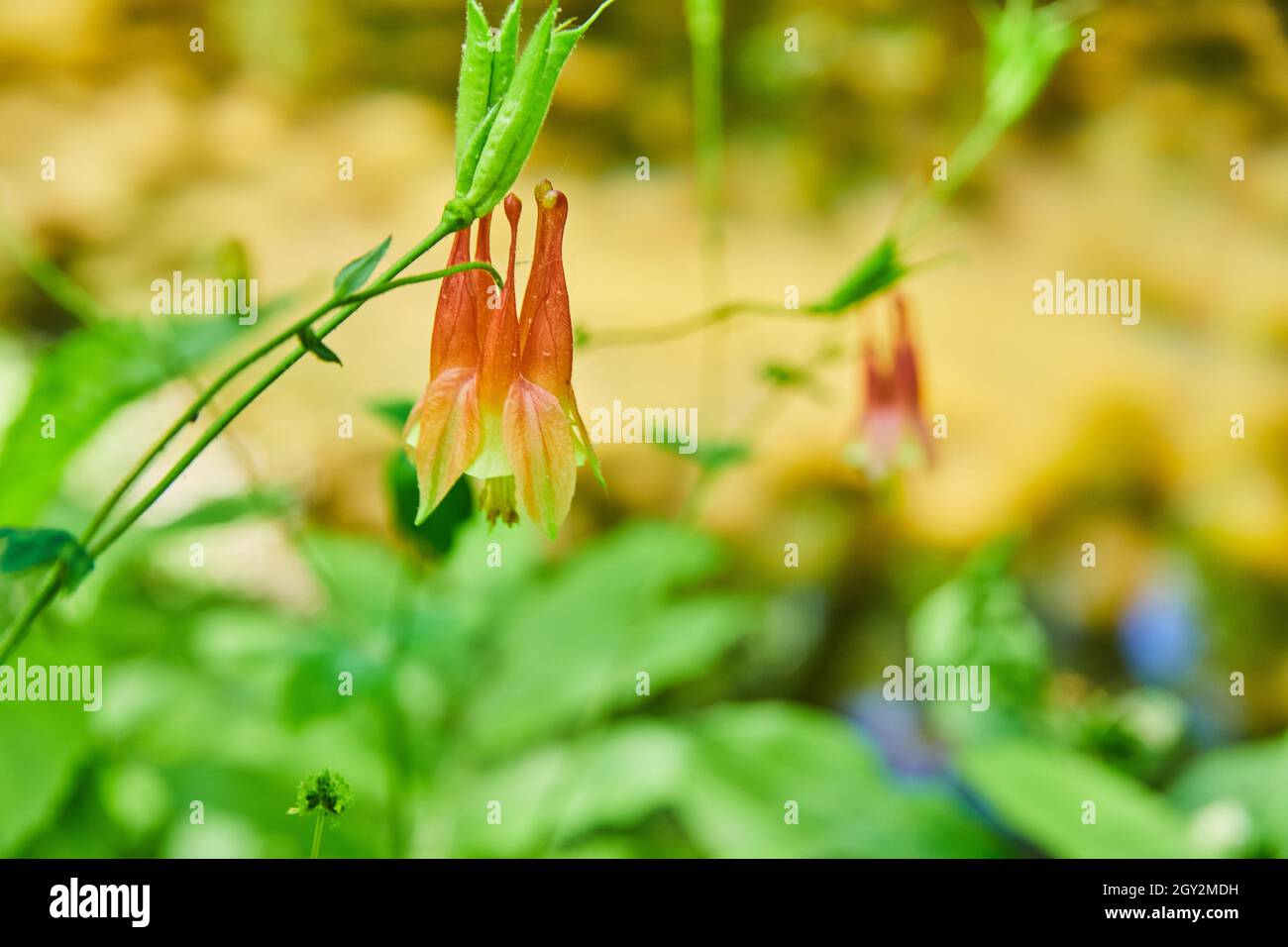 Red and yellow flowers up close against green and brown Stock Photo