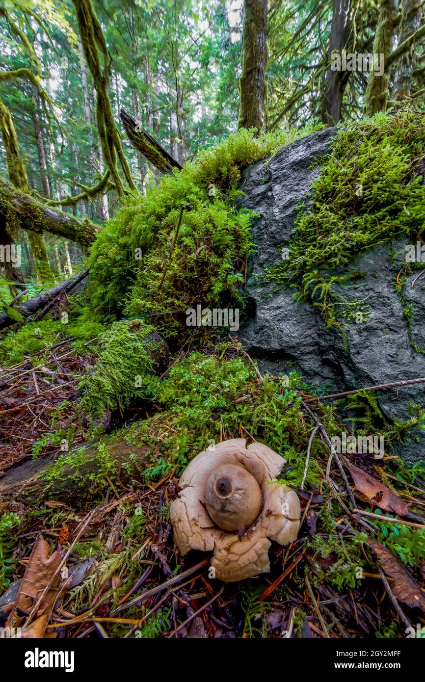 Rounded Earthstar, Geastrum saccatum, in the moist forest at Staircase in Olympic National Park, Washington State, USA Stock Photo