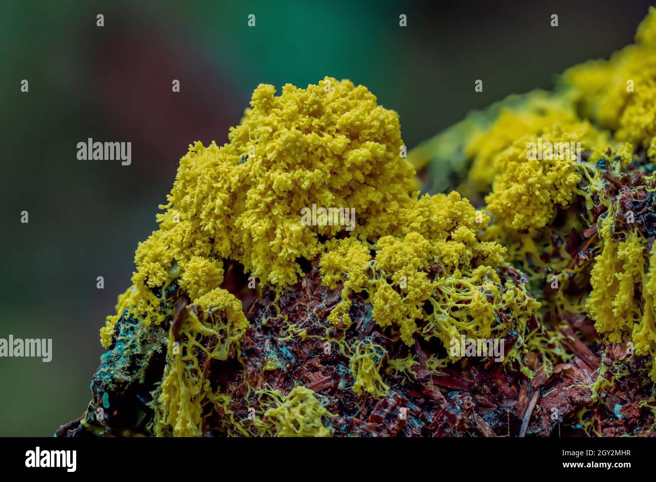 Dog Vomit Slime Mold, Fulito septica, moving along the forest floor at Staircase in Olympic National Park, Washington State, USA Stock Photo