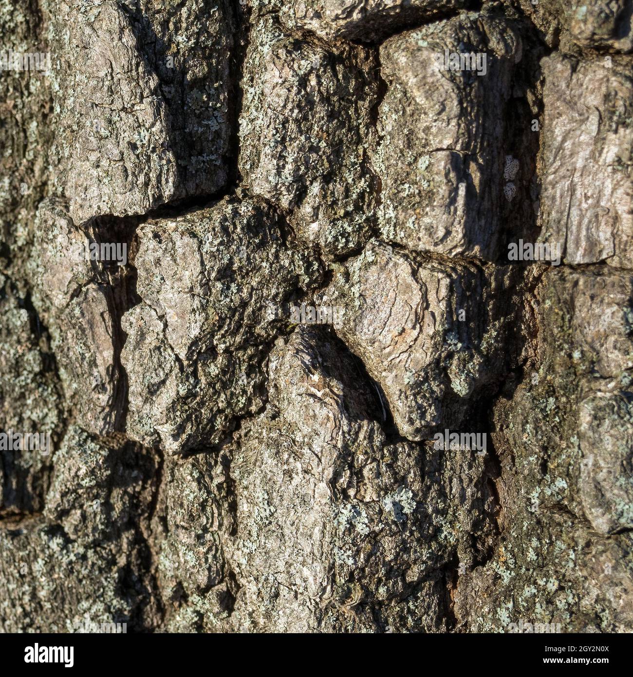 Tree bark texture, close-up of rough wooden background. Selective focus Stock Photo