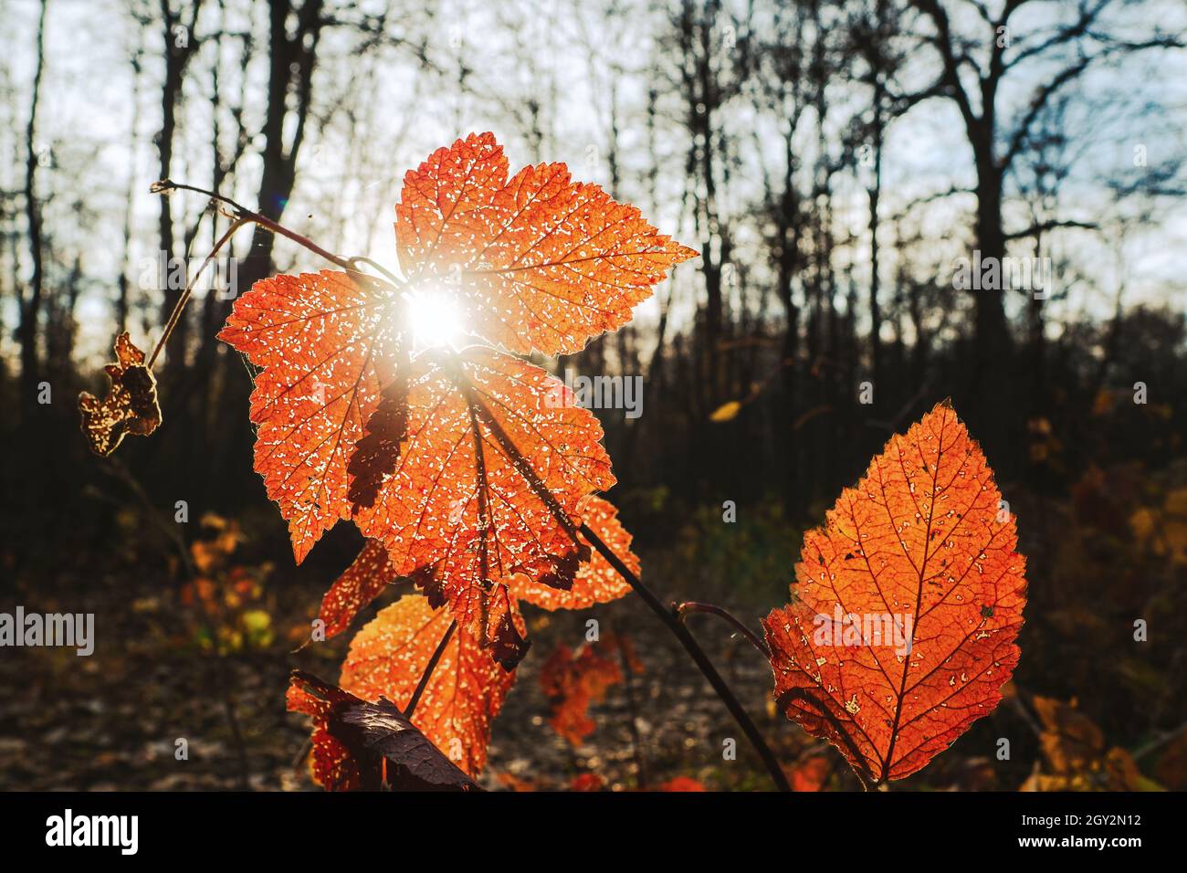 Red leaves with sunbeam against autumn forest. Focus on foreground Stock Photo