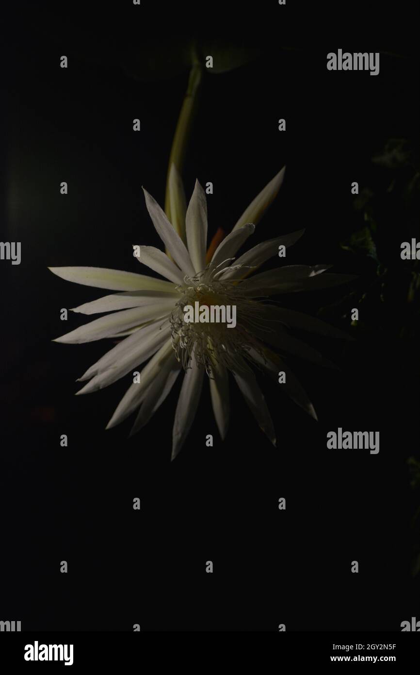 Night Queen flower photography Stock Photo Alamy