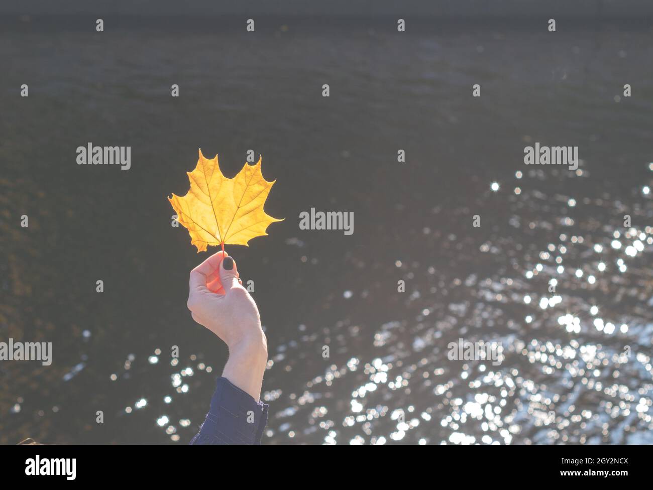 Woman holds a yellow maple leave at arm's length in autumn park. Maple leave in a woman's hand glow in the sun. girl in autumn park with leaf on the w Stock Photo