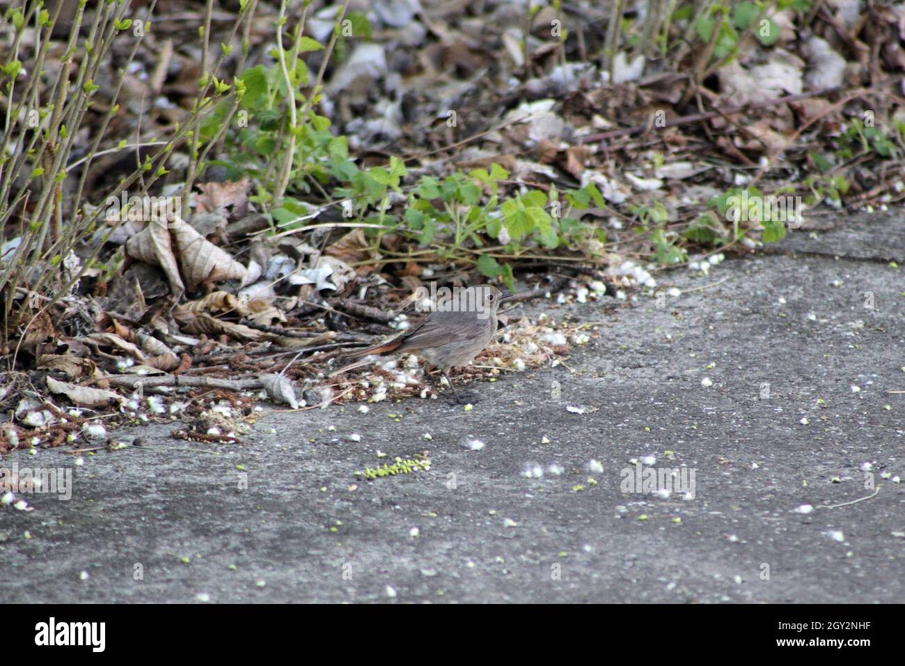 Female common redstart bird standing on ground Stock Photo Alamy