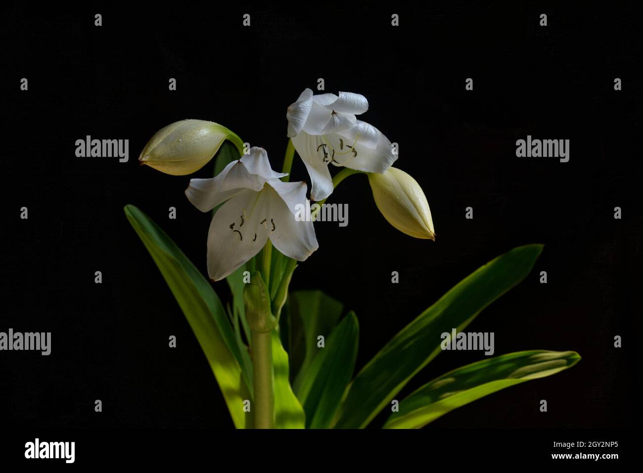 Crinum lily photography Stock Photo - Alamy