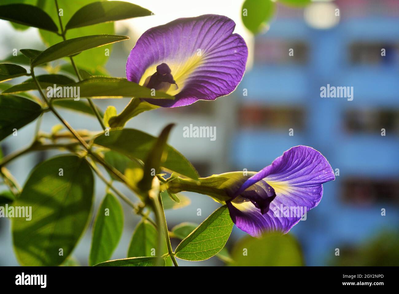 Butterfly pea flowers photographs Stock Photo Alamy