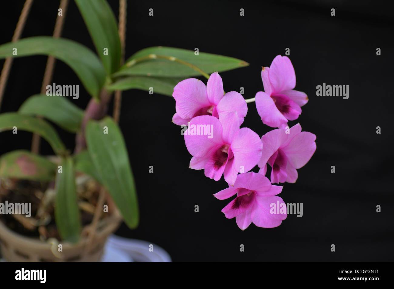 Orchid photo in Bangladesh Stock Photo Alamy