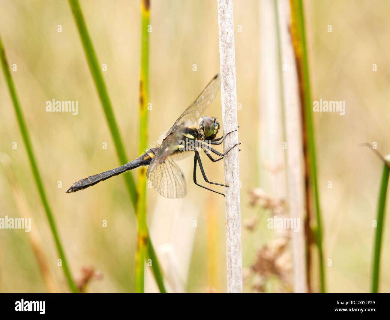 Male black darter (Sympetrum danae) dragonfly on pondside vegetation, Boyne Water, Brown Clee, Shropshire, UK Stock Photo