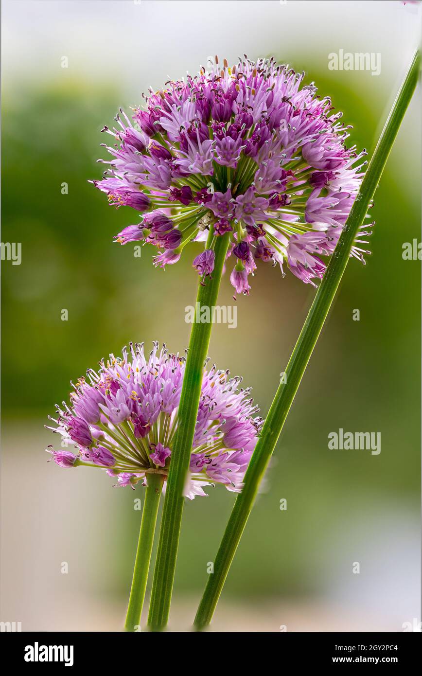 Vertical shot of beautiful Lusitanicum Montanums, aka Allium Chive flowers on a blurry background Stock Photo