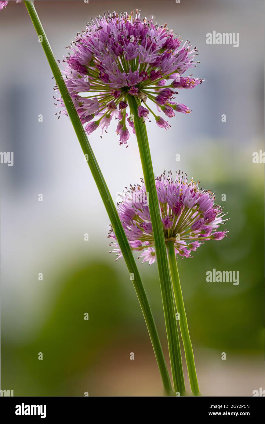 Vertical shot of beautiful Allium Chives, aka Lusitanicum Montanum with a blurry background Stock Photo
