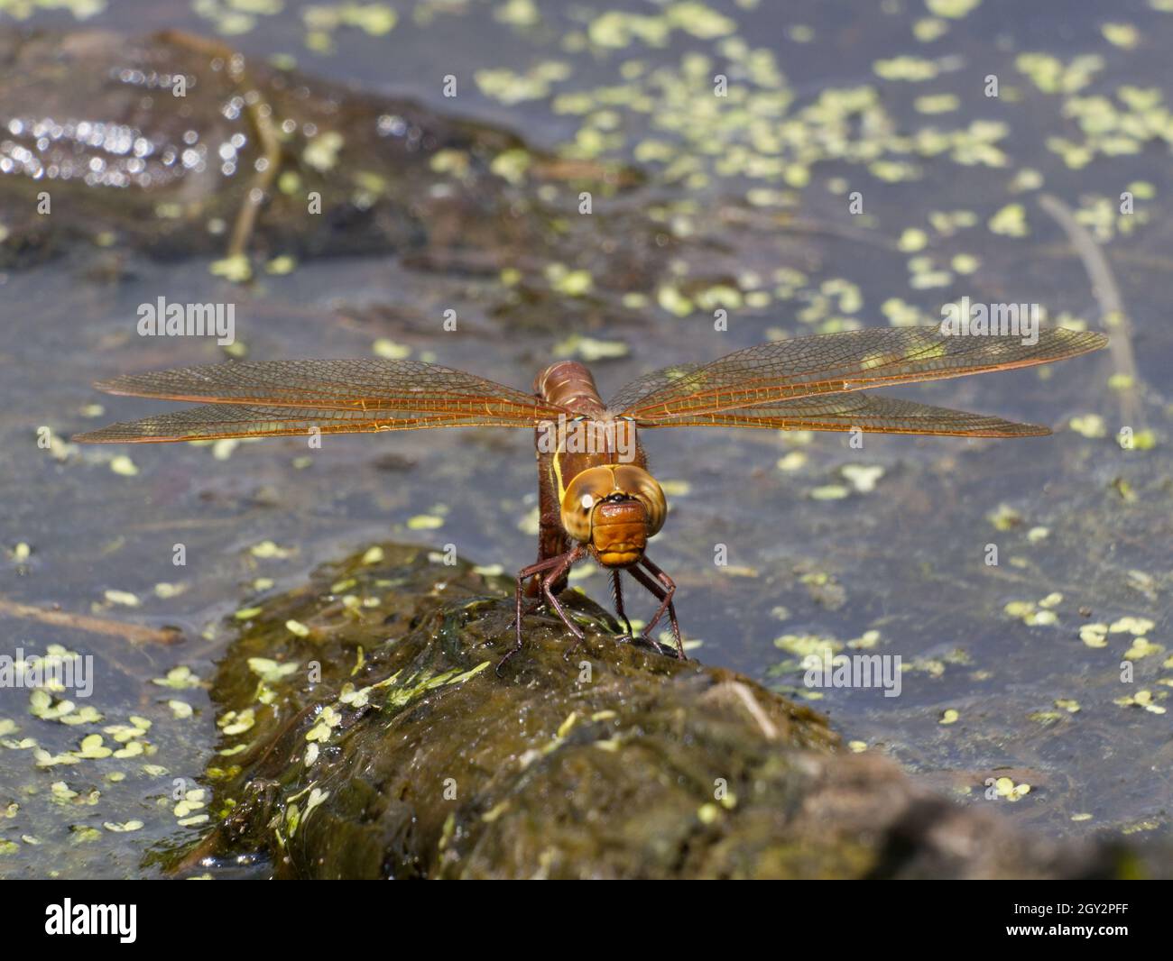 Ovipositing brown hawker (Aeshna grandis) dragonfly on Willow Pond, Smestow Valley nature reserve, Wolverhampton, UK Stock Photo
