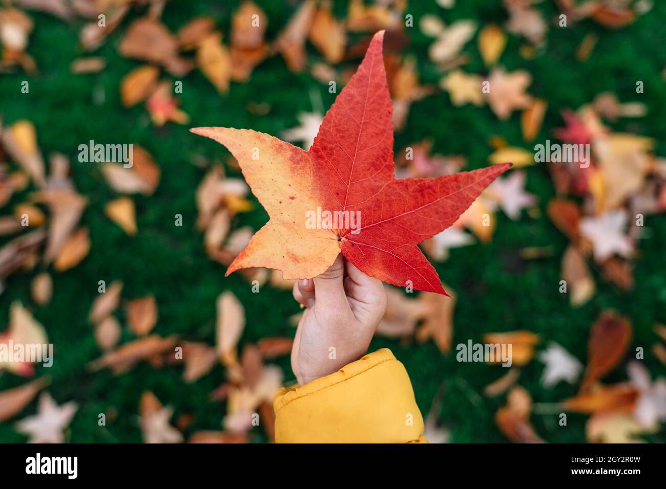 Small child hands holding autumn colorful leaves. Stock Photo