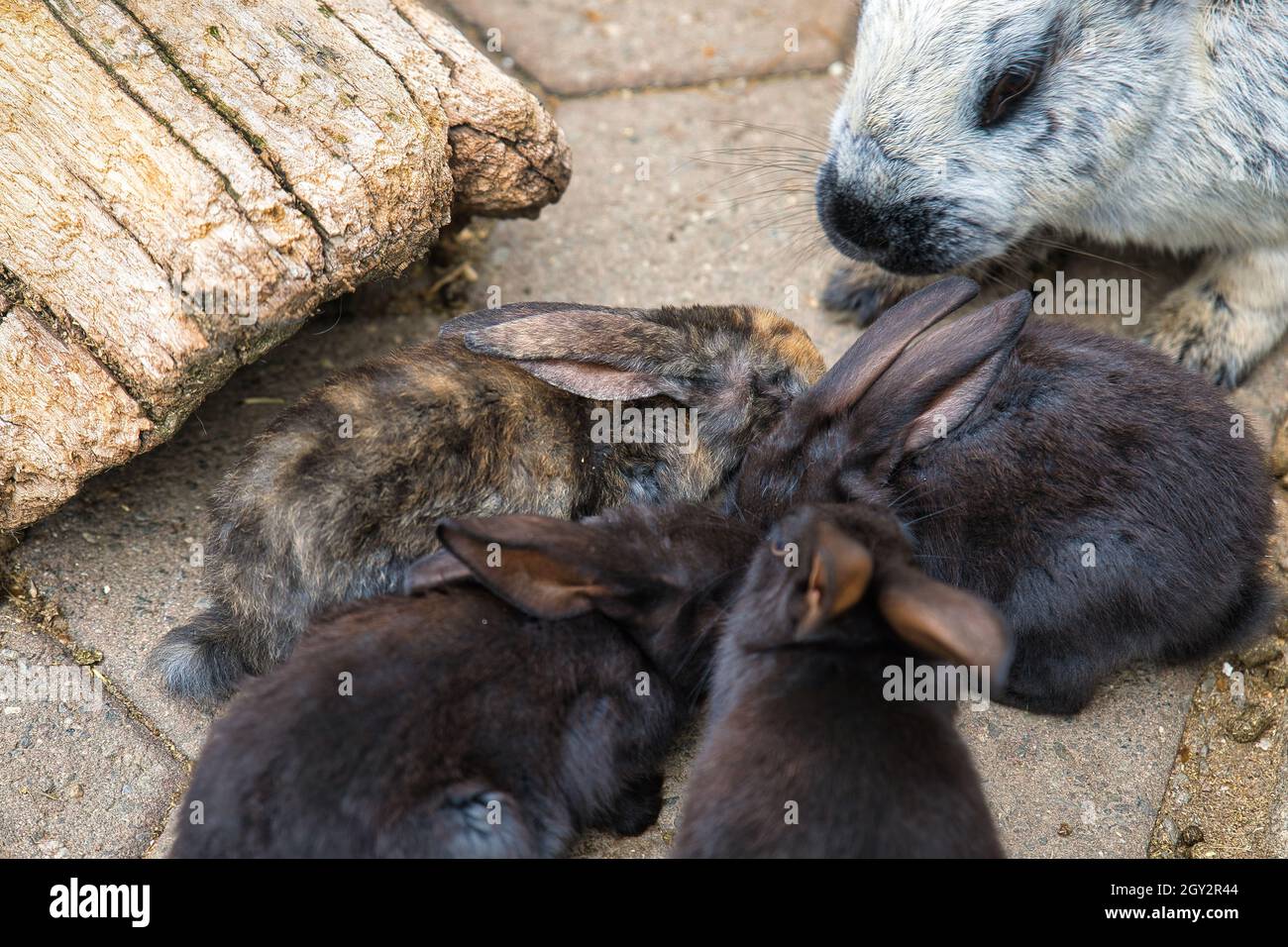 Cuddling young domestic rabbit hi-res stock photography and images - Alamy