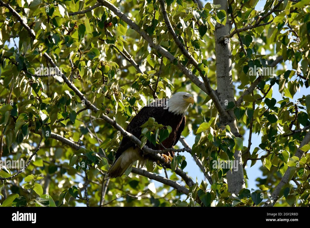 Bald eagle, Haliaeetus leucocephalus, Ship Creek, Anchorage, Alaska, USA Stock Photo