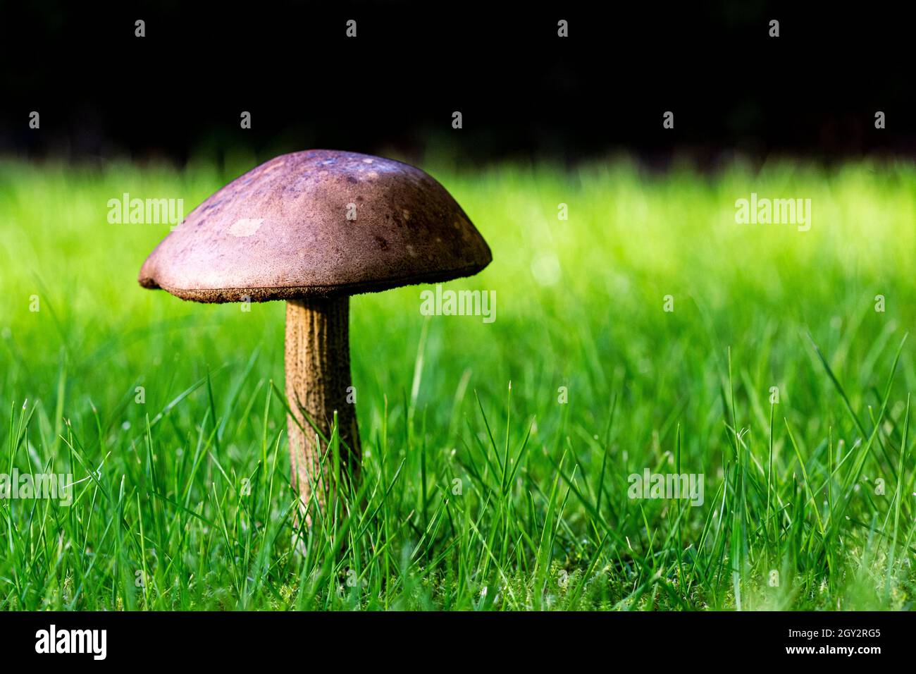 Ground shot of fully formed mushroom, fungus, fungi on a green lawn with a dark hedge in the background. Stock Photo