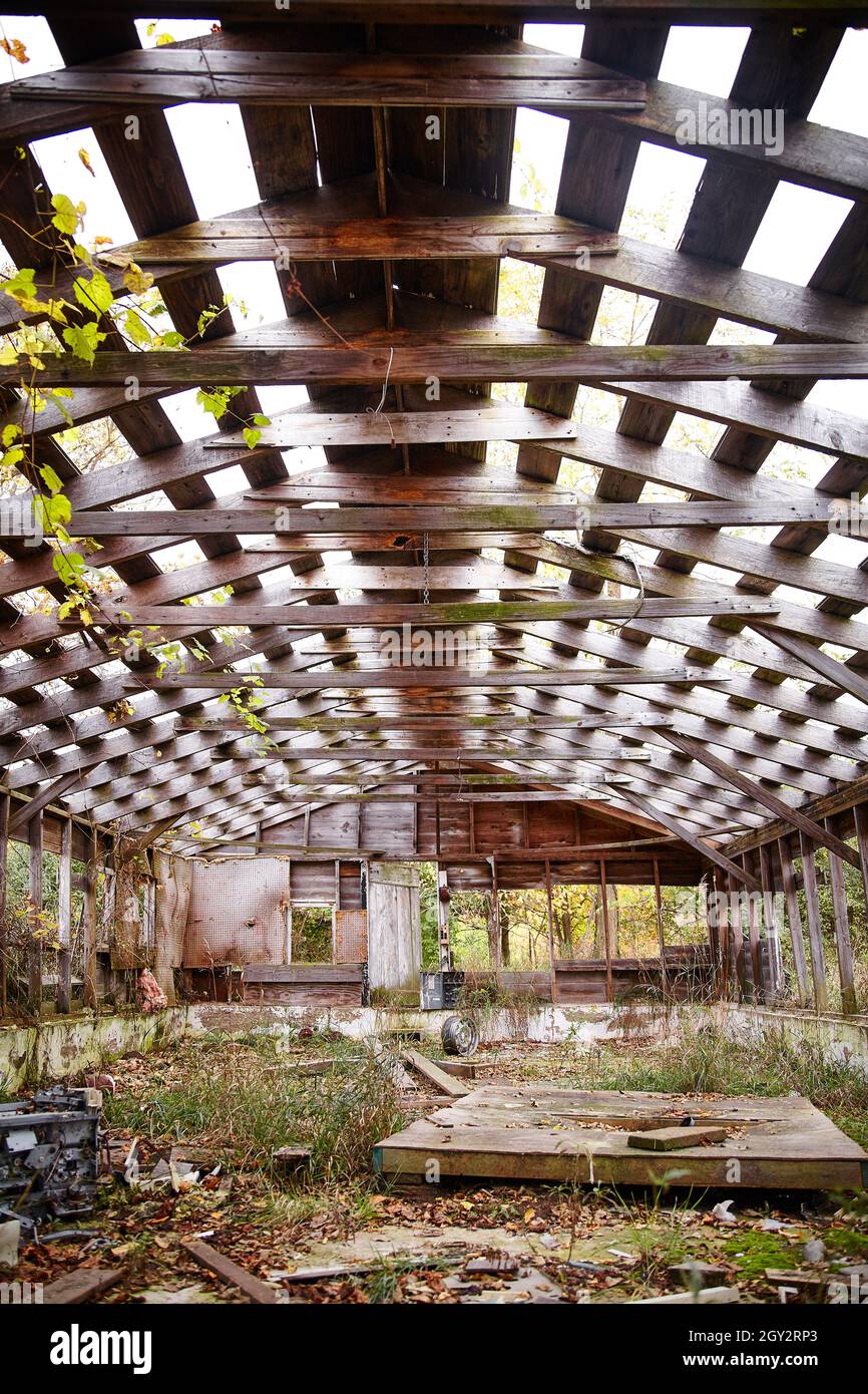 Inside an abandoned skeleton of a barn that has been overgrown with ...