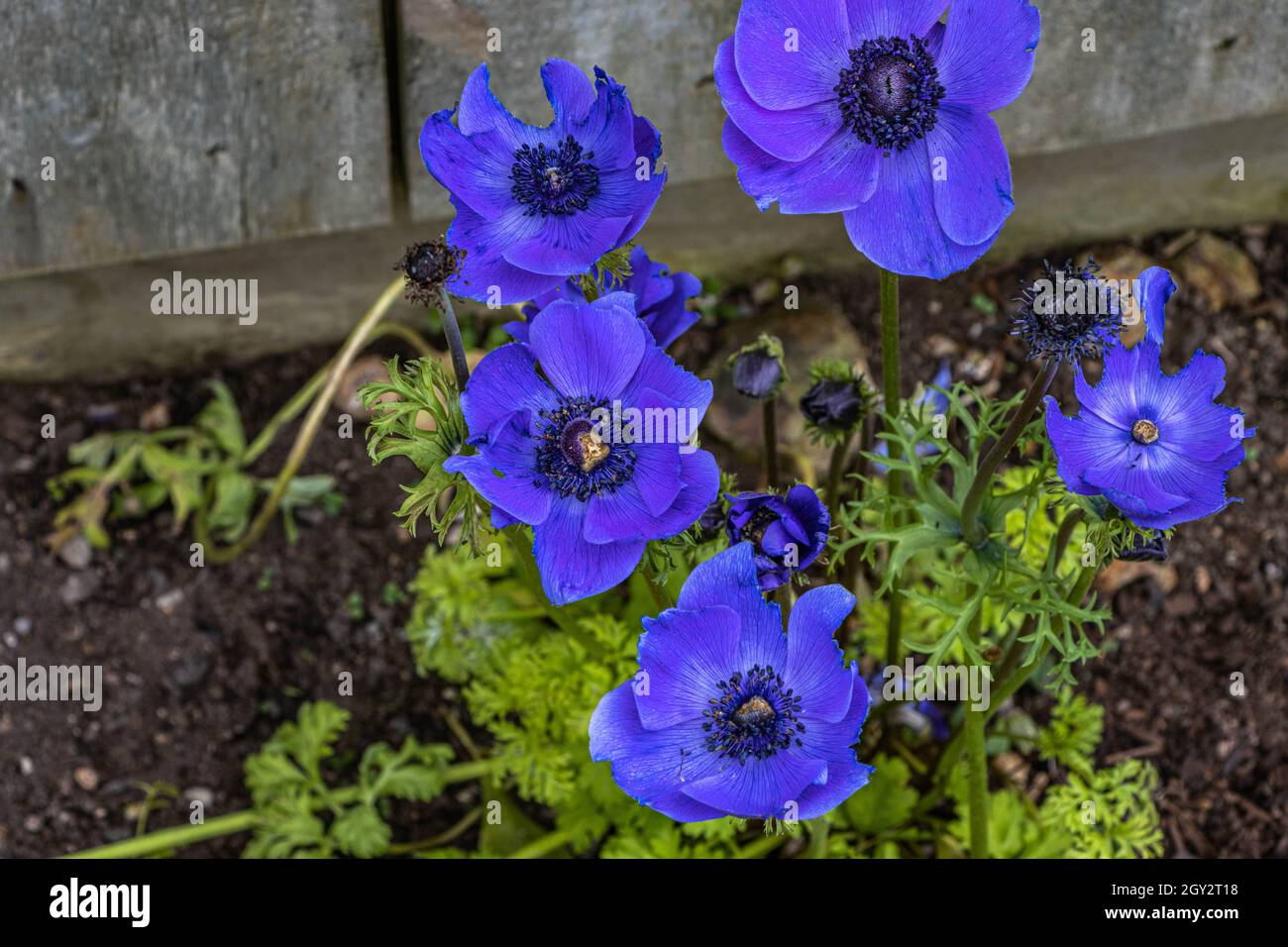Purple Anemone Flowers Stock Photo