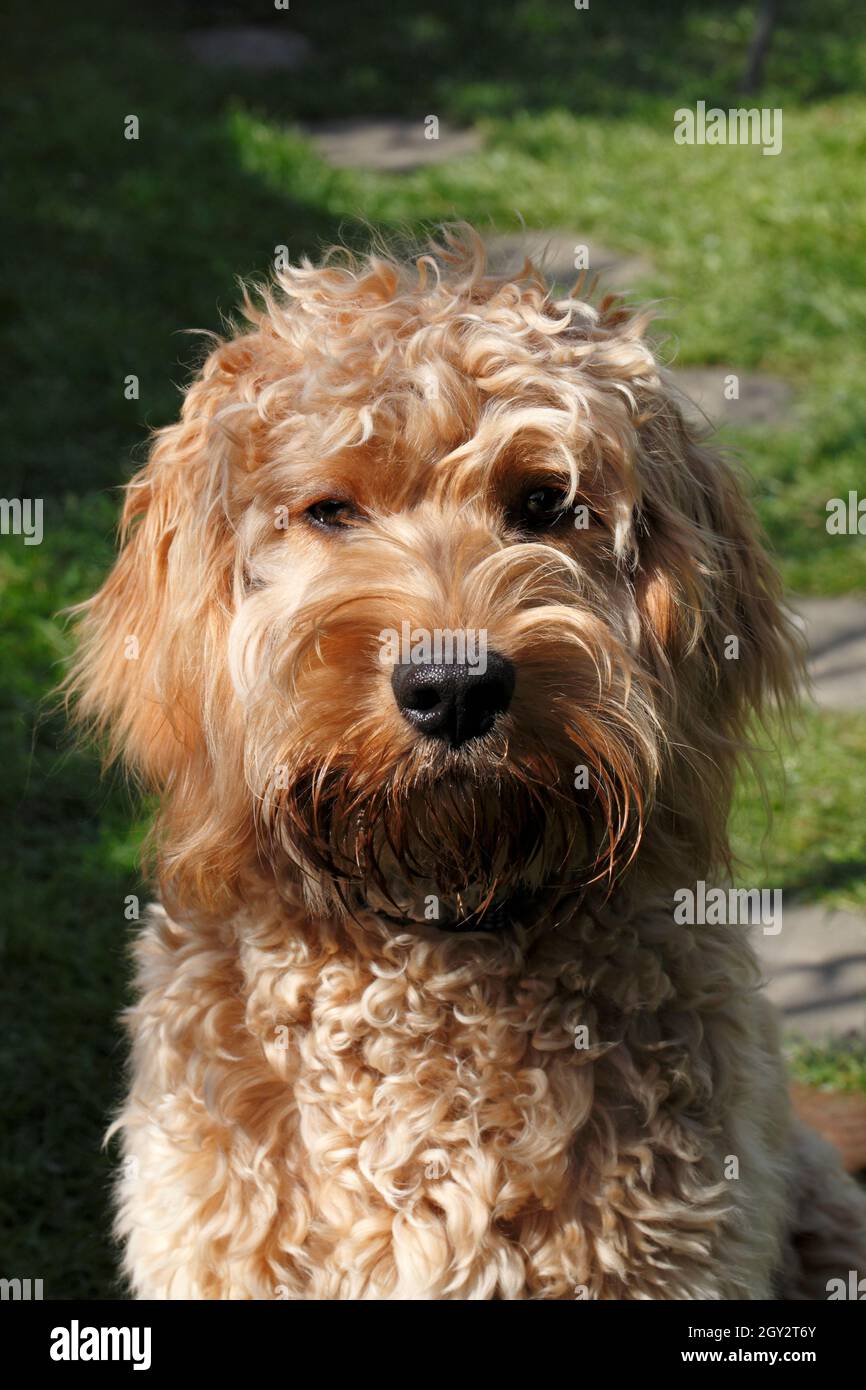 Apricot coloured Cockerpoo Stock Photo