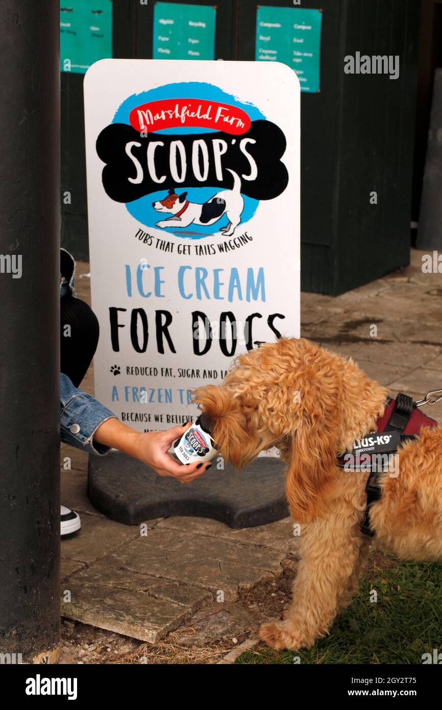 Dog Ice cream by Scoop's. Specialist ice cream created for dogs. Stock Photo