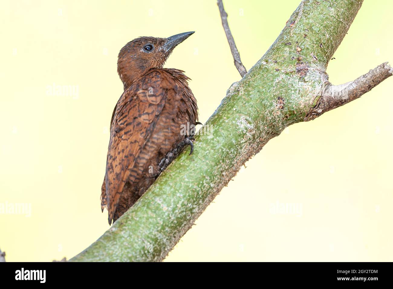 Ant eating woodpecker hi-res stock photography and images - Alamy