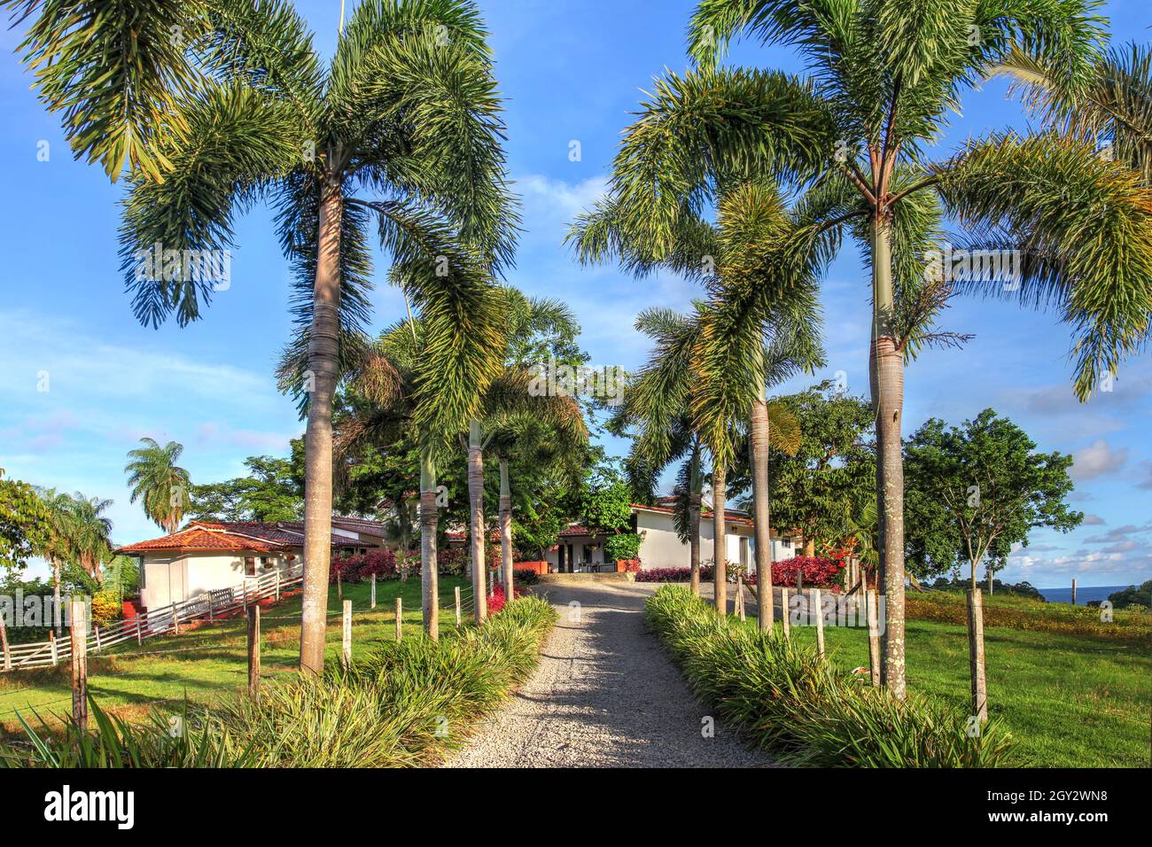 Palm lined entrace to a tropica estate - Hotel Boca Brava Paradise on Isla Boca Brava, Chiriqui, Panama Stock Photo
