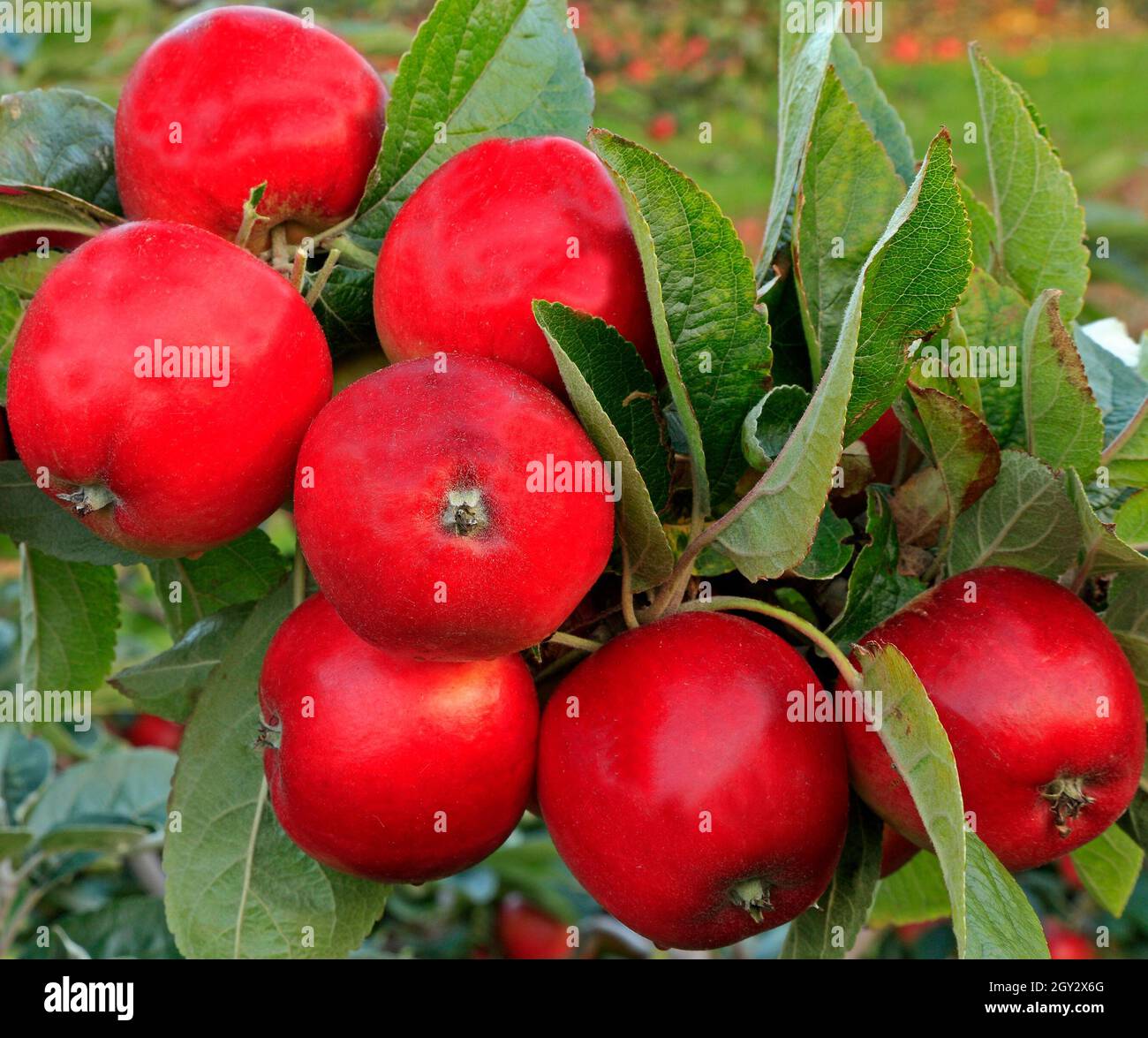 Apple 'Norfolk Royal', farm shop display, apples, fruit, malus domestica, healthy eating Stock Photo