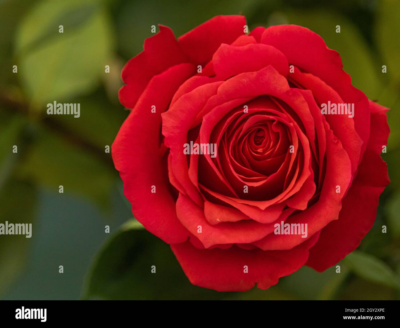 red rose flower on green background Stock Photo - Alamy