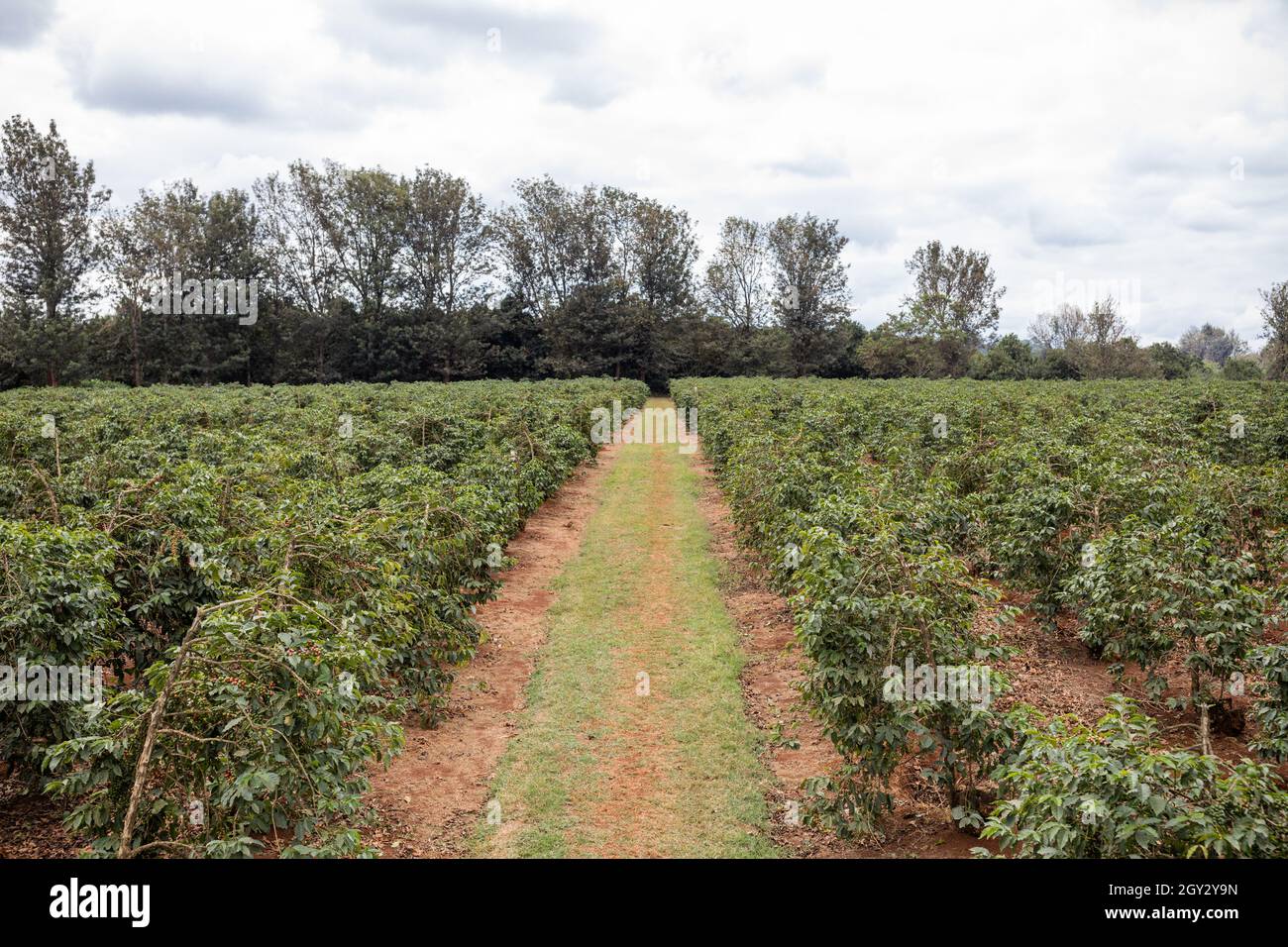 Coffee Beans Tree Farm in Ruiru Kiambu County Kenya Stock Photo Alamy