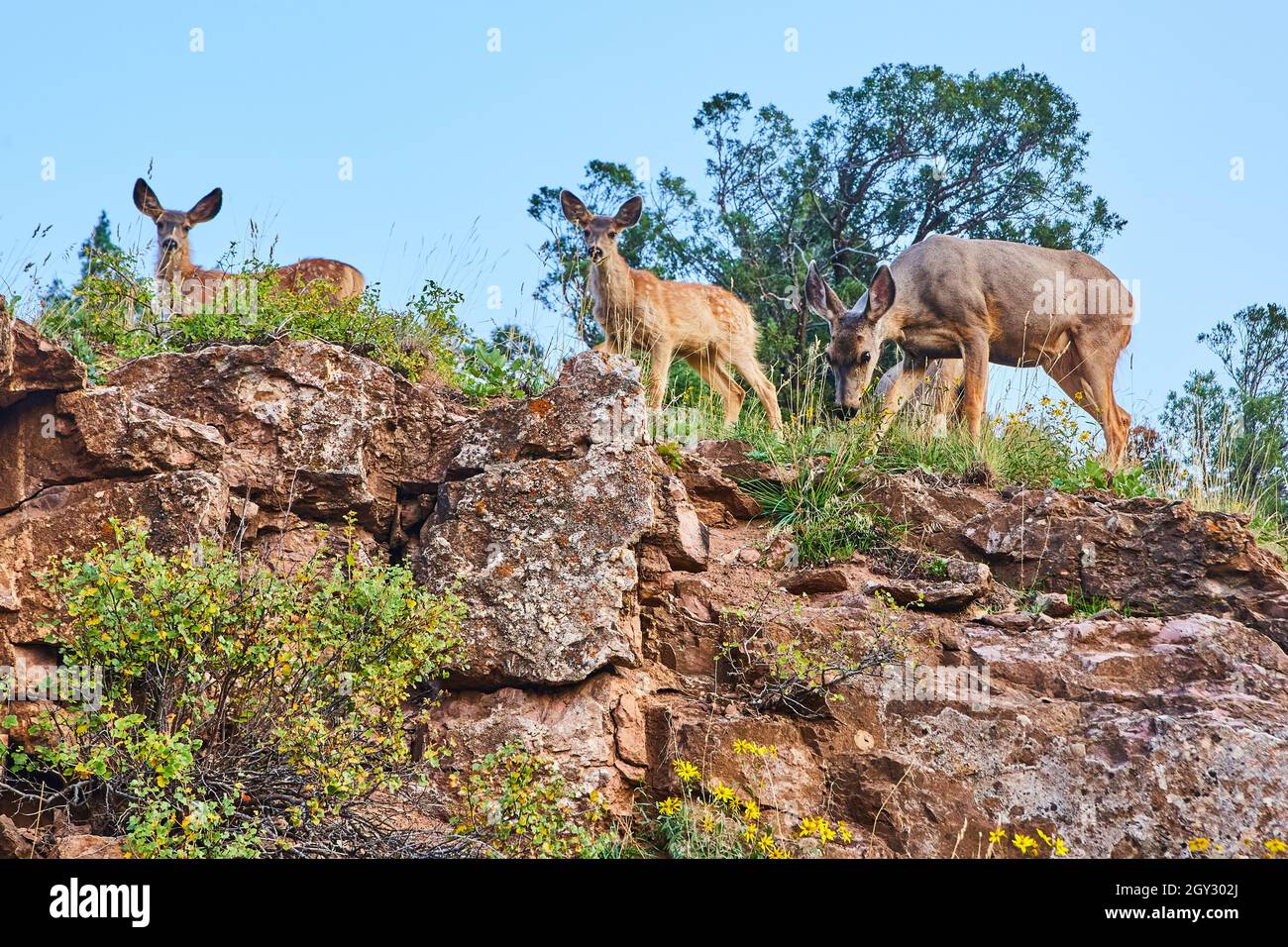 Close shot of group of deer looking down from top of cliffs Stock Photo