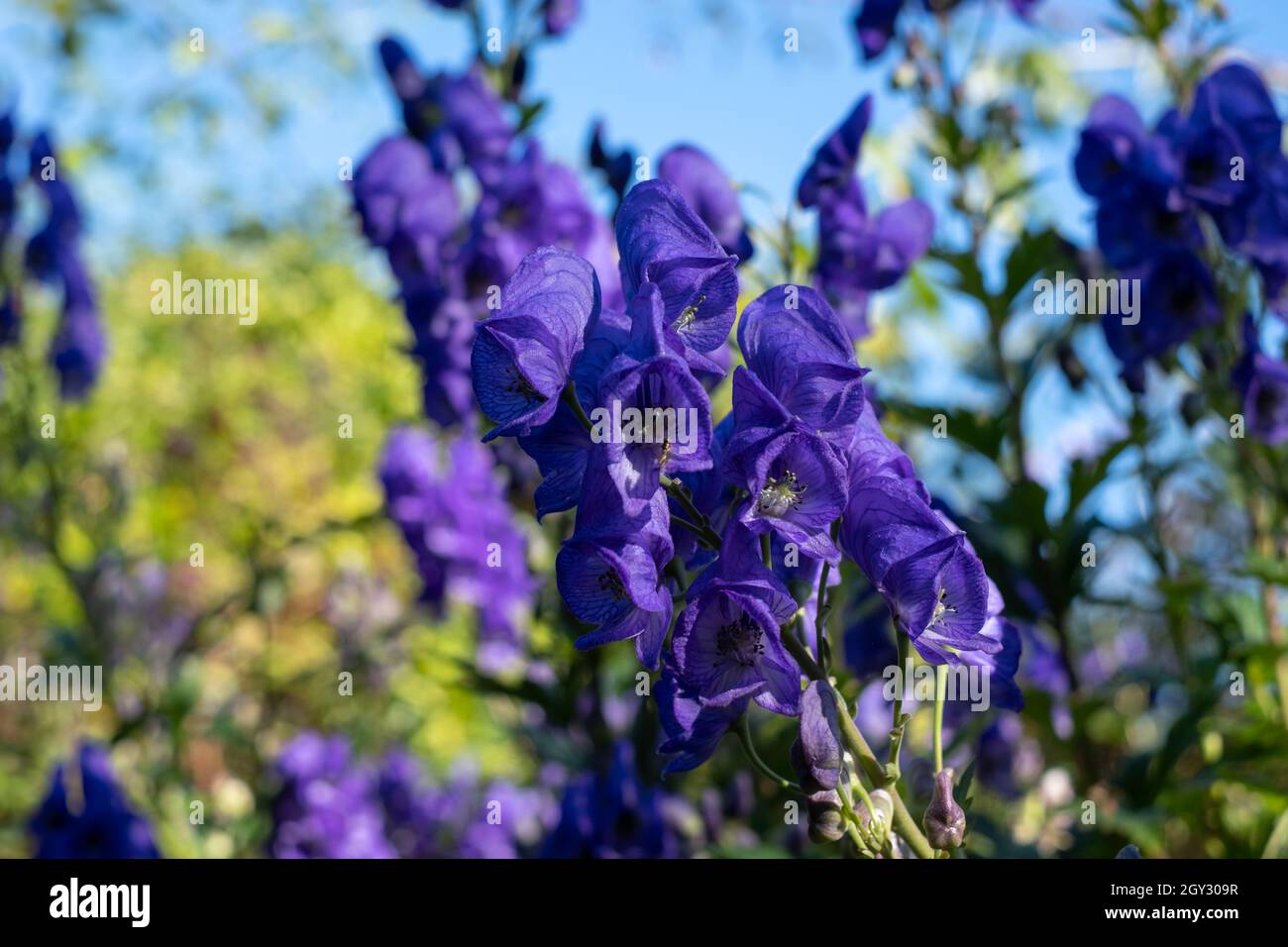 Colourful herbaceous border with purple Aconitum Volubile flowers, photographed in autumn in the St John's Lodge garden, Regent's Park, London UK Stock Photo