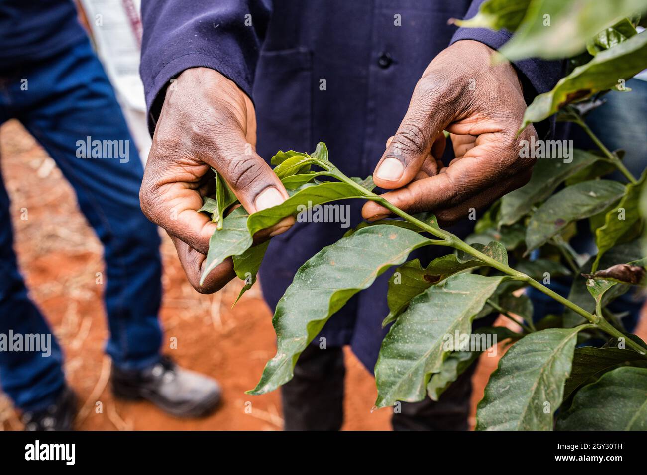 Coffee Beans Tree Farm in Ruiru Kiambu County Kenya Stock Photo Alamy