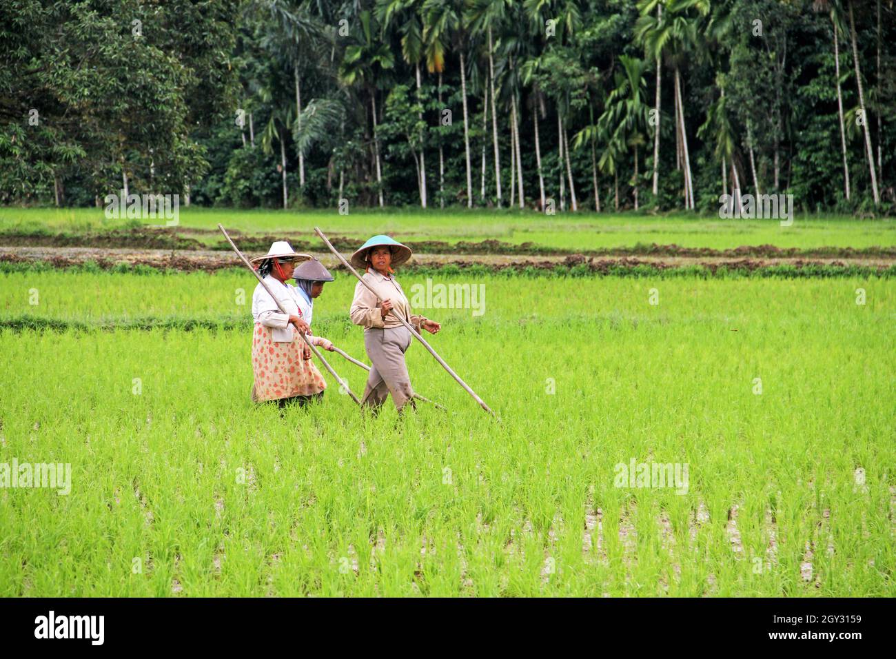Four female rice farmers working in a rice paddy field wearing conical
