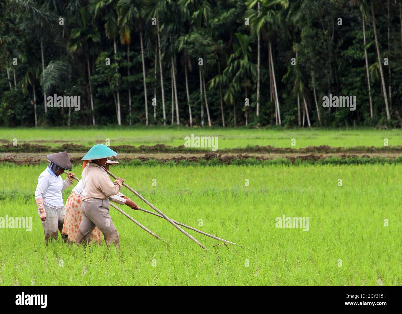 Four female rice farmers working in a rice paddy field wearing conical