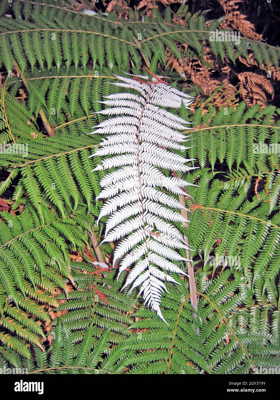 The New Zealand Silver Fern is endemic to this island nation becoming a national symbol.  The underside of the traditional green fern is silver, when mature.  The Maori, the indigenous people of New Zealand, would use the silver side to mark trails so at night so they could find their way back home.  The silver fern is representative of the people and land of New Zealand. Stock Photo