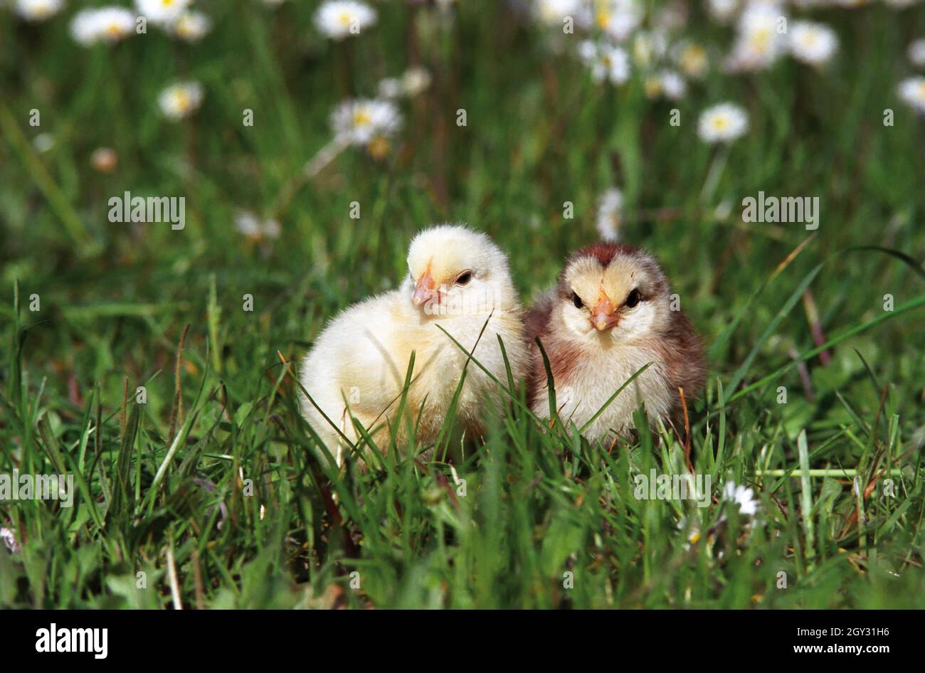 baby chickens on grass,italy Stock Photo - Alamy