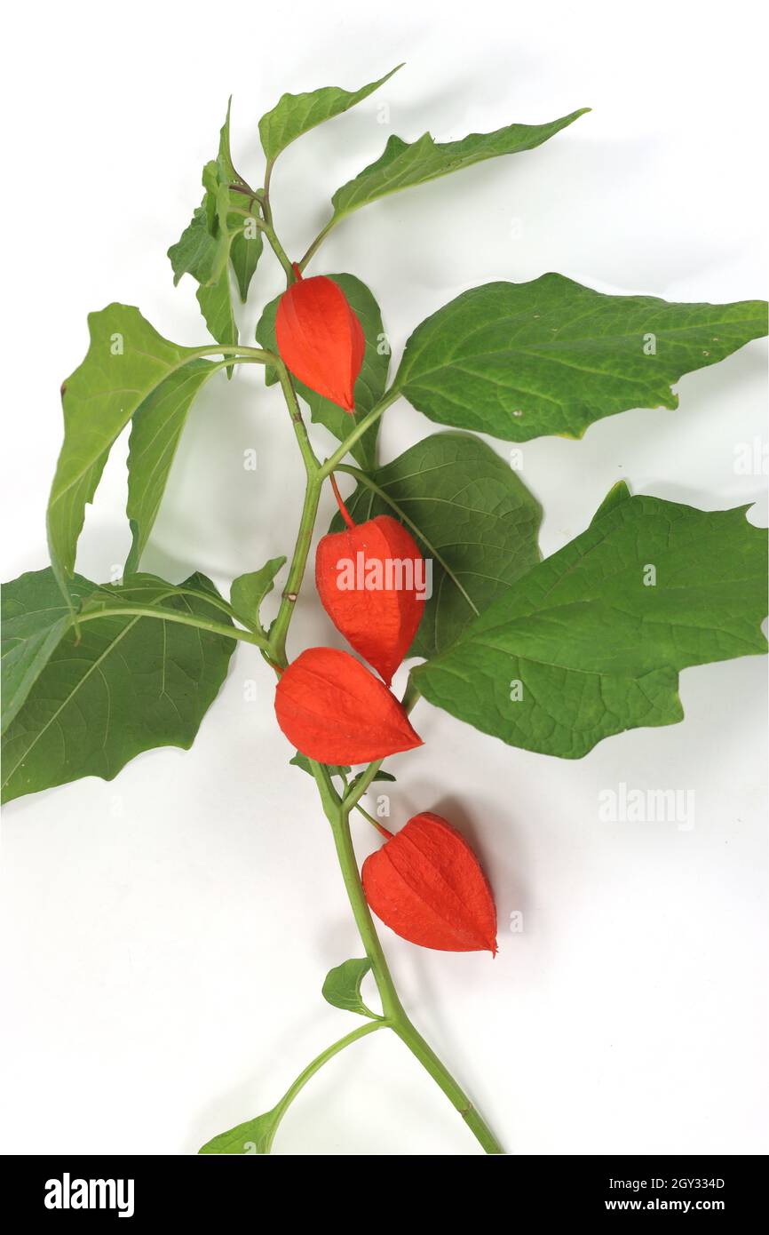 Branch of Physalis Peruviana orange fruit isolated on a white background Stock Photo