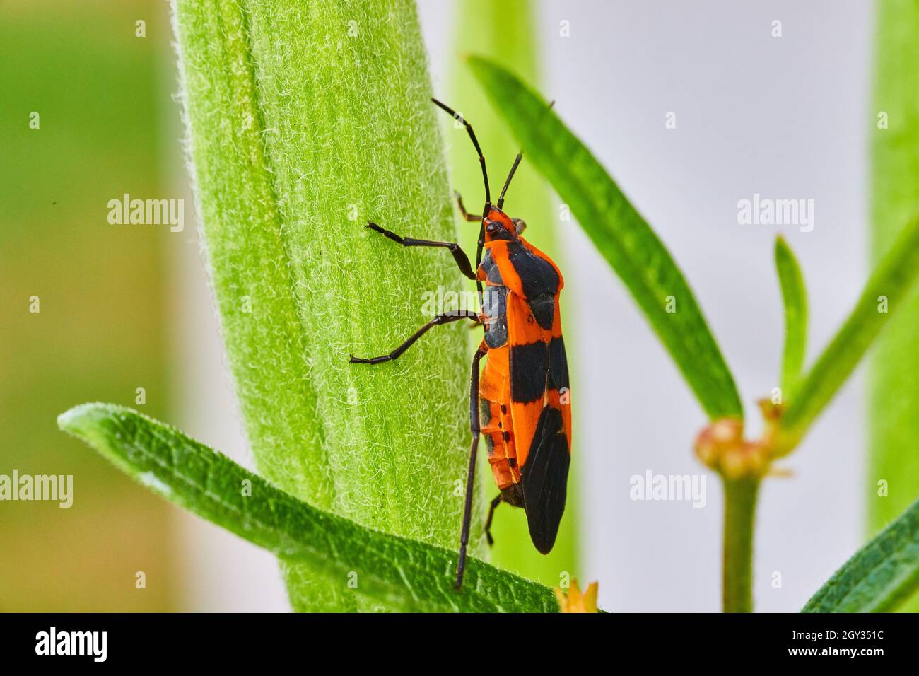 Green leaf with milkweed seed bug climbing Stock Photo - Alamy