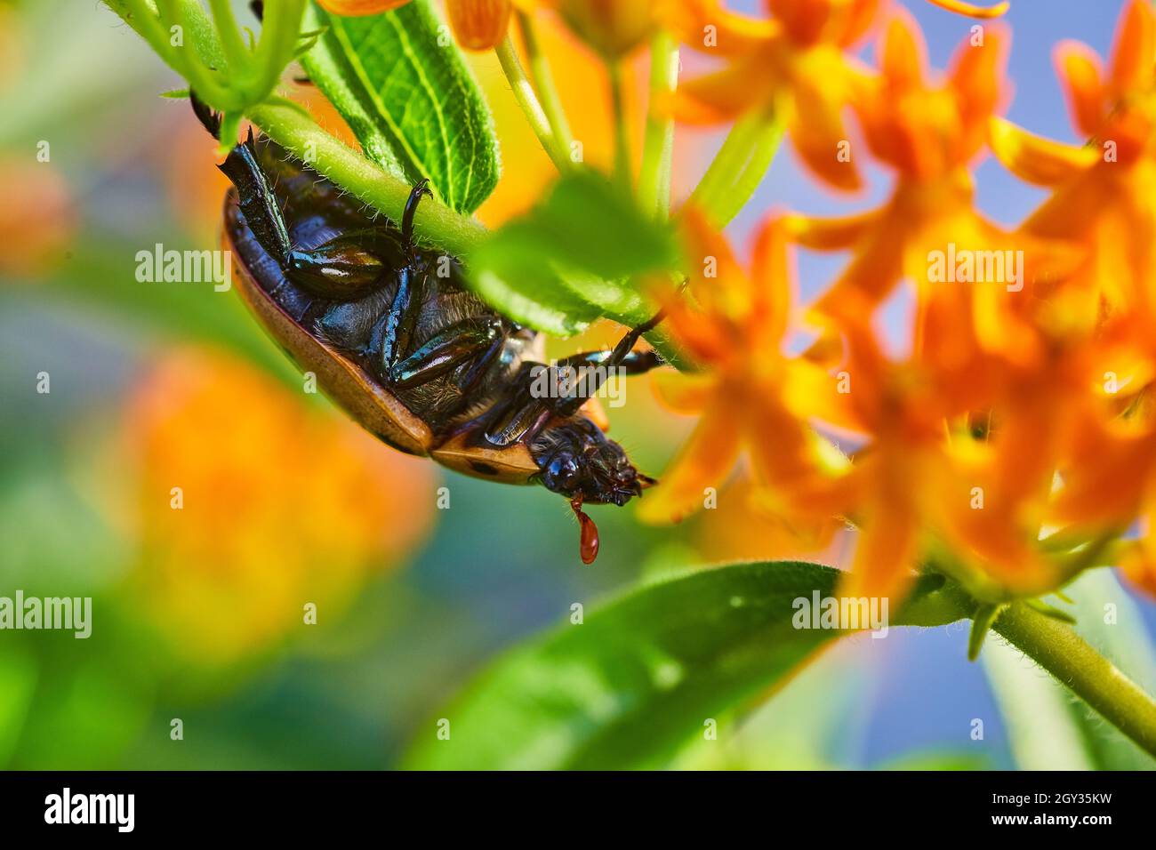 Side view of beetle bug on green and orange plant Stock Photo - Alamy