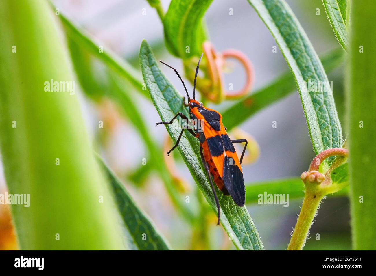 Detail of orange and black spotted milkweed seed bug Stock Photo