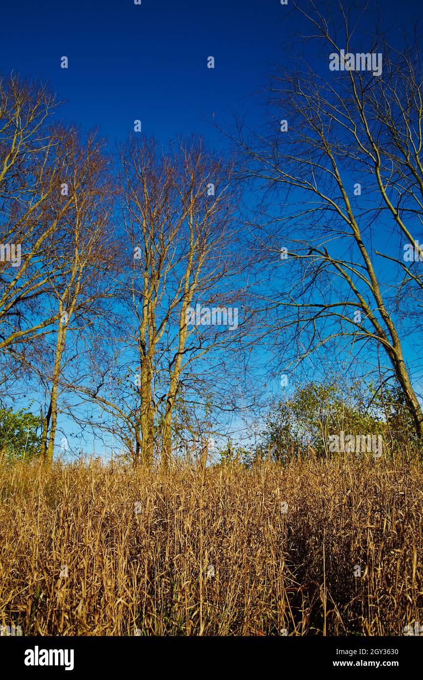 Tall thin tree hi-res stock photography and images - Alamy