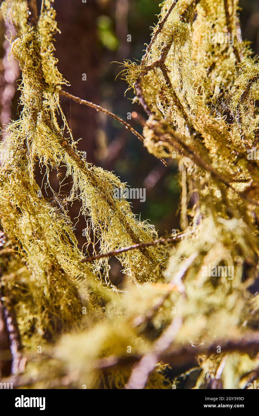 Moss fibers up close growing on tree Stock Photo
