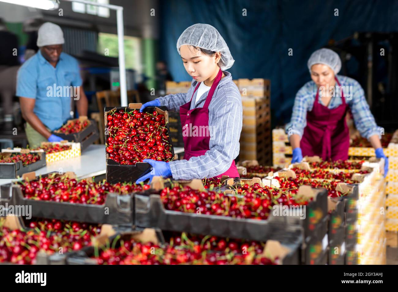 People with crates in cherry warehouse Stock Photo Alamy