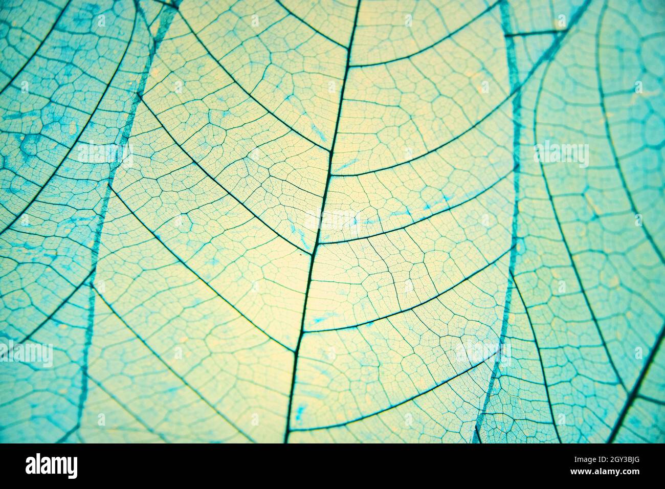 Veins of leaves in patch colored blue Stock Photo