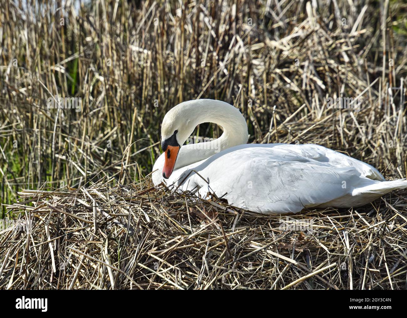 Showy Mute Swan on (Cygnus olor) her nest in late winter. Stock Photo