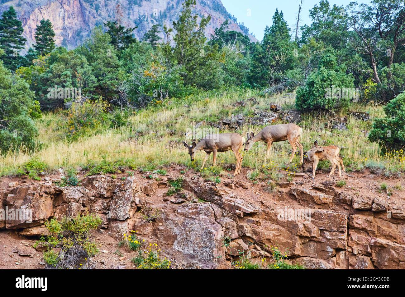 Group of deer at top of cliffy hill with mountain in distance Stock Photo