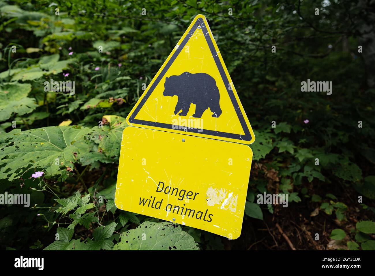 Bear Identification & Signs (Be Bear Aware) - IGBC