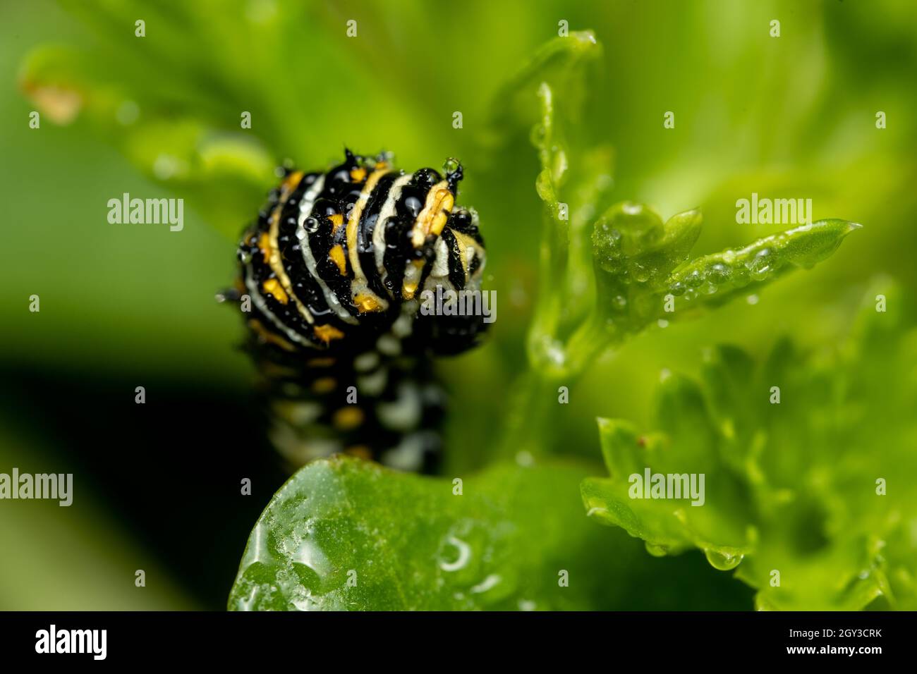 Closeup of Common Swallowtail Caterpillar eating leaves of parsley. Stock Photo