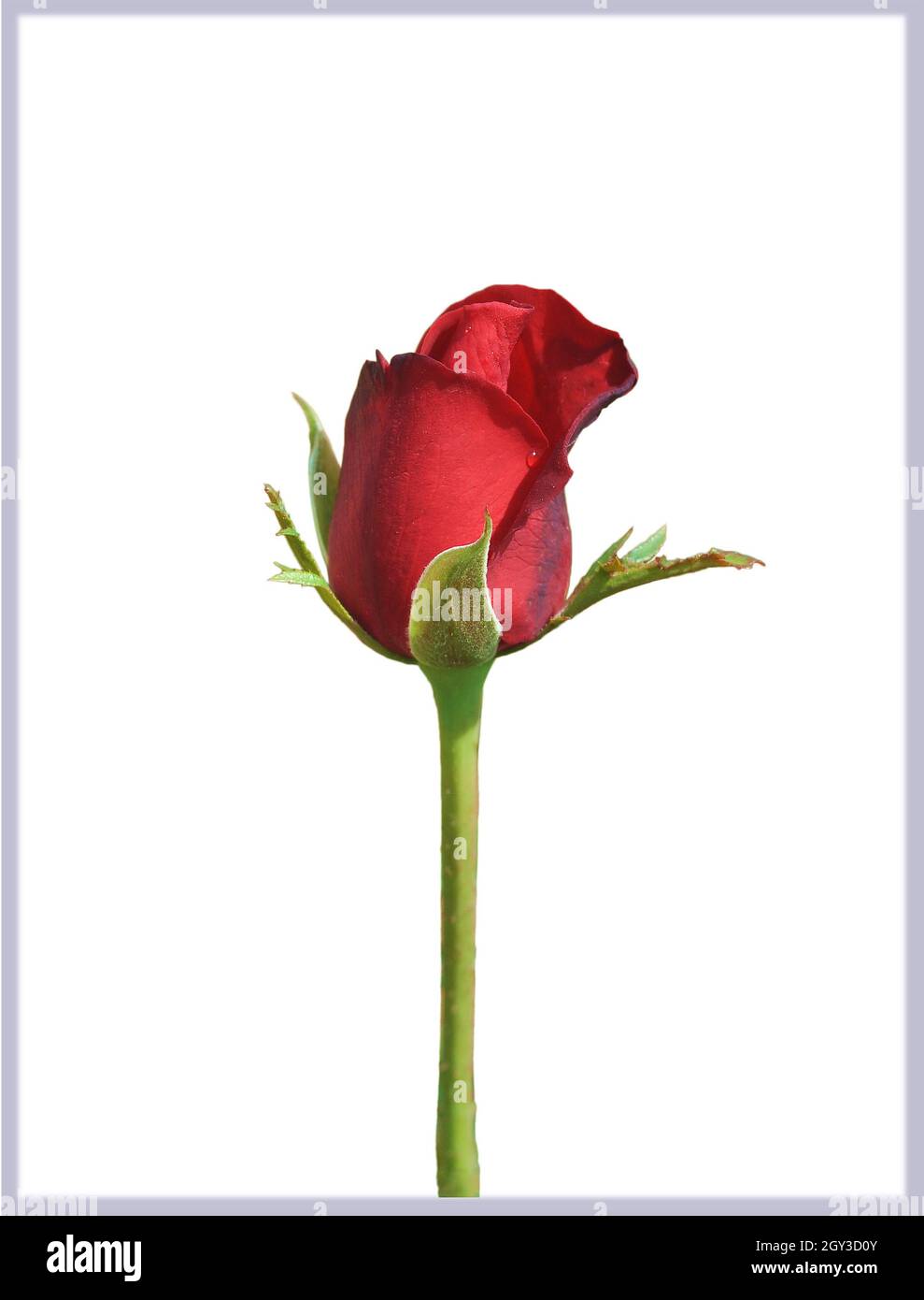 red rose isolated on white Stock Photo - Alamy