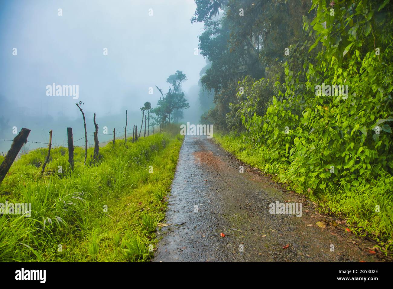 Empty road in a foggy forest in the Himalayas of Bhutan Stock Photo - Alamy