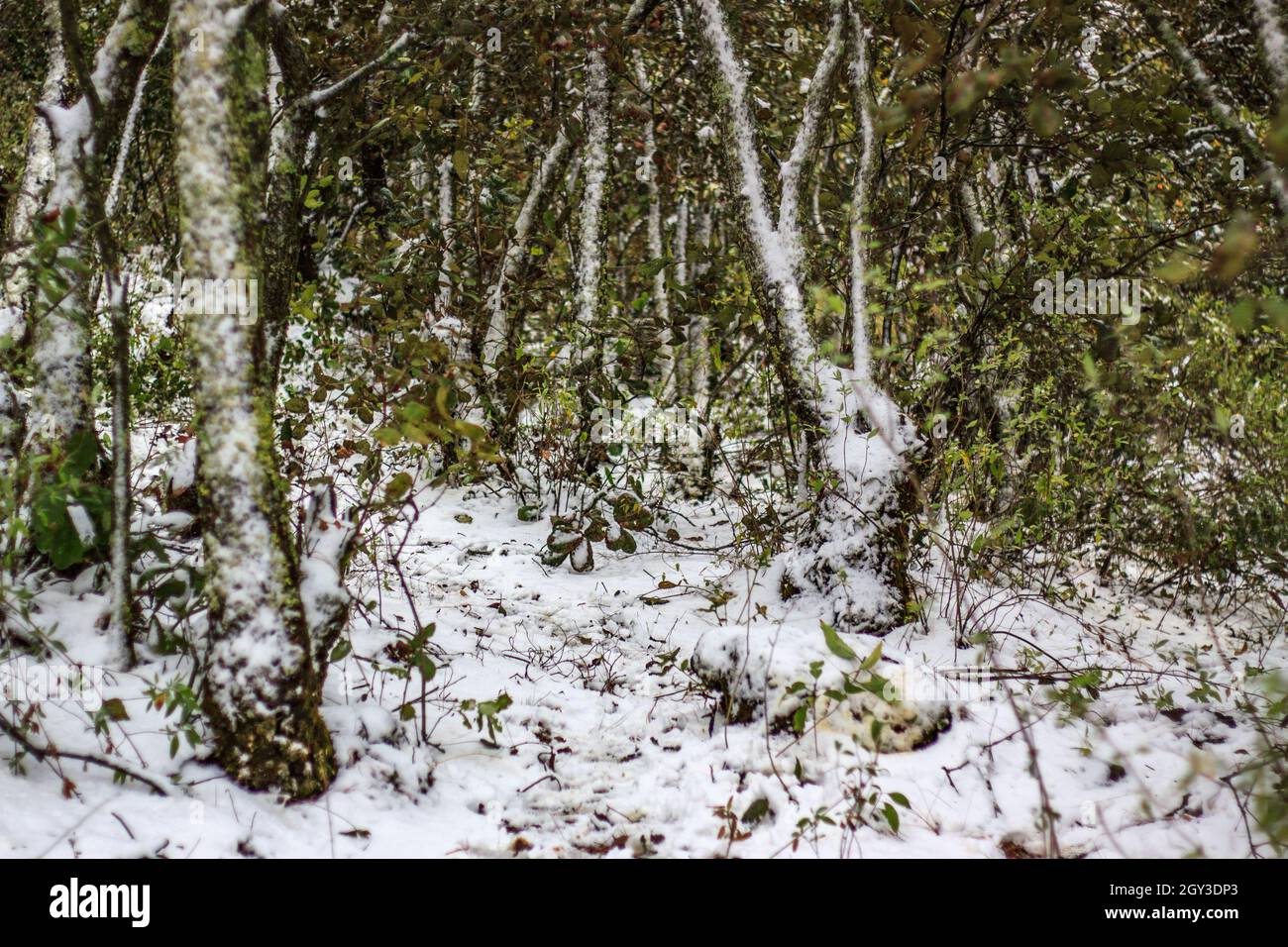 Winter forest. Plants covered with snow Stock Photo - Alamy